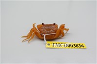 藏品(拉氏清溪蟹)的圖片